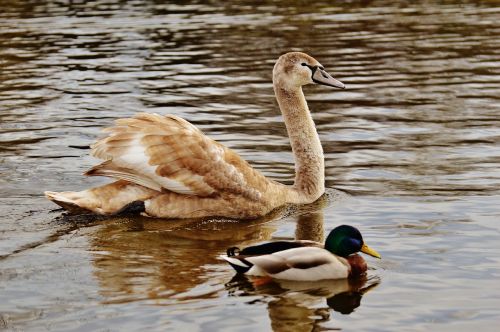 swan water bird animal world