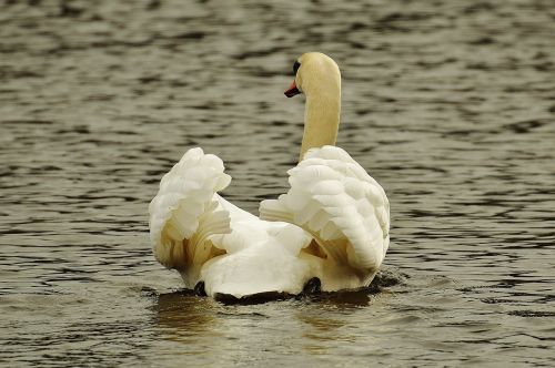 swan water bird animal world