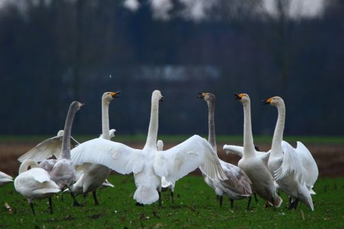 swan whooper swan bird