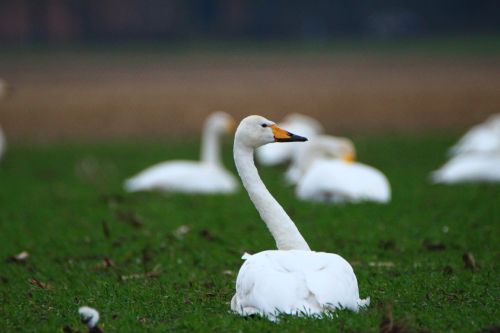 swan whooper swan bird