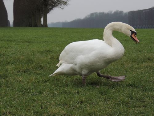 swan grass versailles