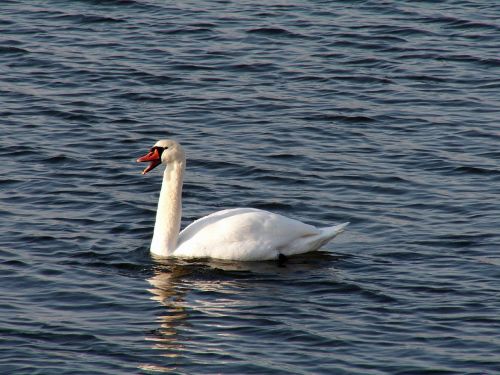 swan bird water