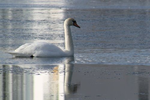 swan winter natural