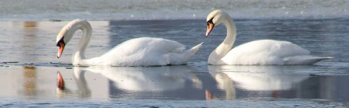 swan winter natural
