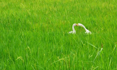 swan rice field couple