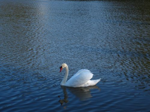 swan lake waterfowl