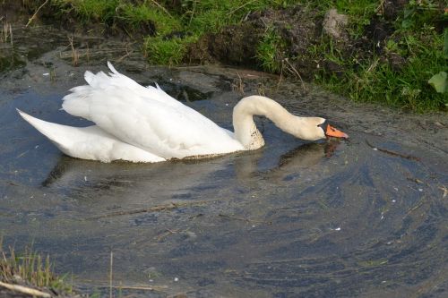 swan farm nature