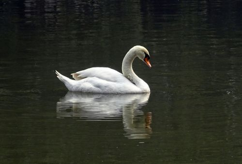 swan bird water