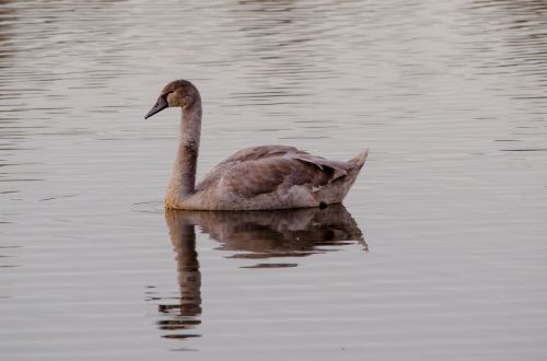 swan animals nature