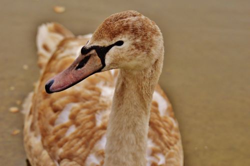 swan water bird animal world