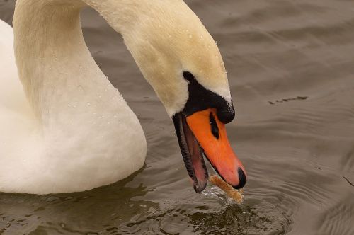 swan water bird eat