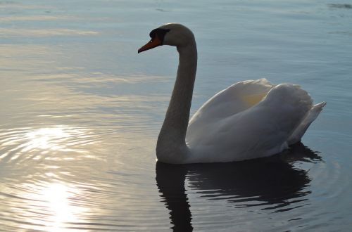 swan lake bird