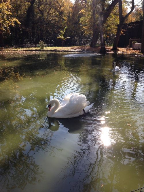 swan nature majestic