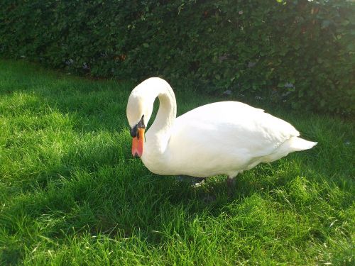 swan bird animals