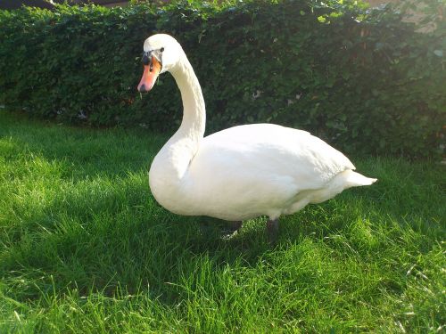 swan bird animals