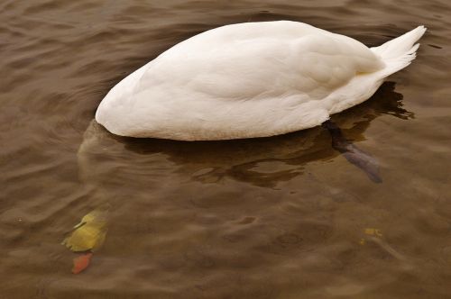 swan water bird underwater