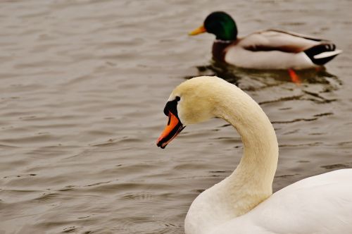 swan duck swim