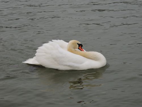 swan white bird