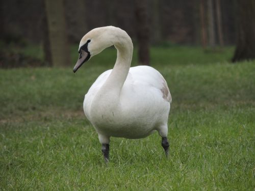 swan white bird