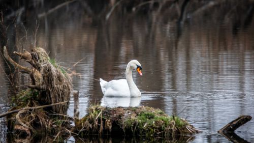 swan bird white