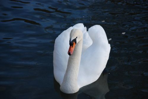 swan bird water