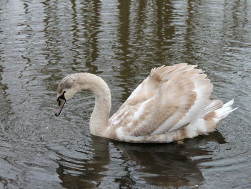 swan young swimming birds