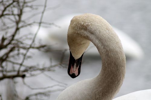 swan swimming bird national bird