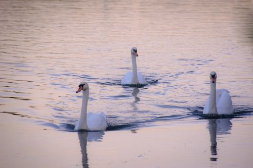 swan bird water bird