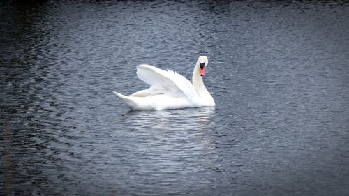 swan water bird swans