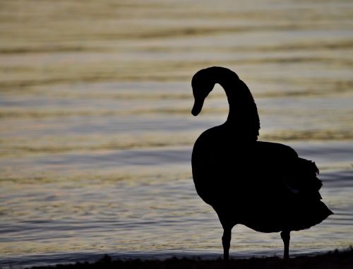 swan silhouette bird