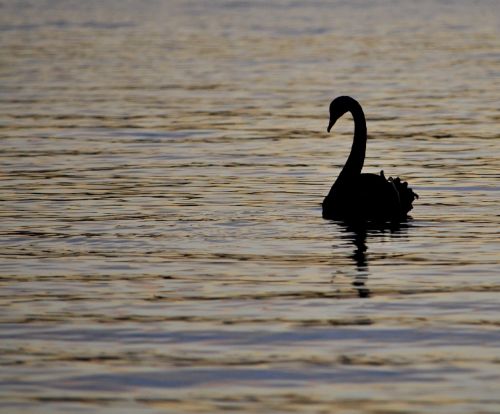 swan swimming silhouette