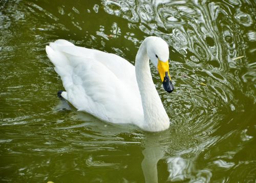 swan bird zoo