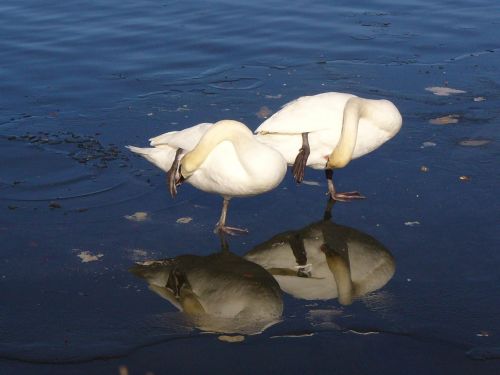 swan ice bavaria