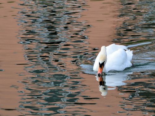 swan bird water