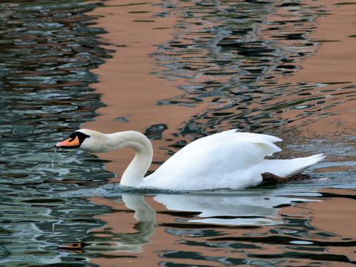 swan bird water