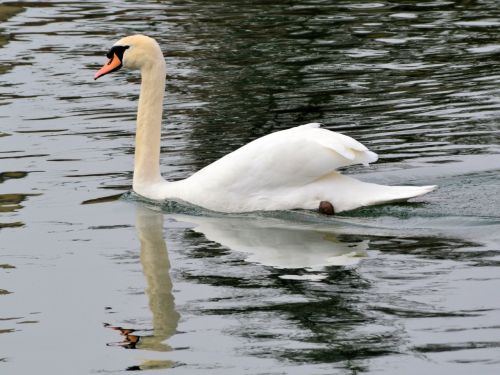 swan bird water