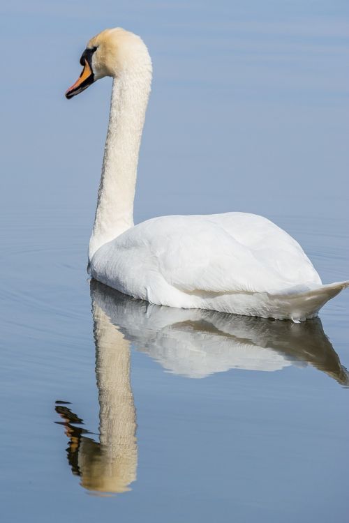 swan water bird
