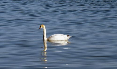 swan water lake constance