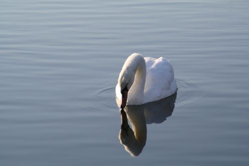 swan beautiful water