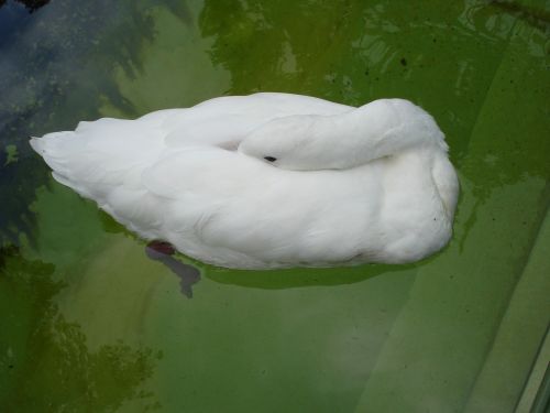 swan sleeping nature