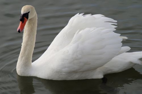 swan feathers water