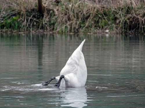 swan bird lake