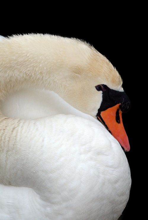 swan beak bird