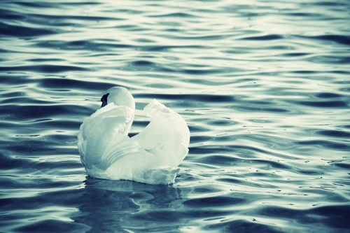 swan lake water