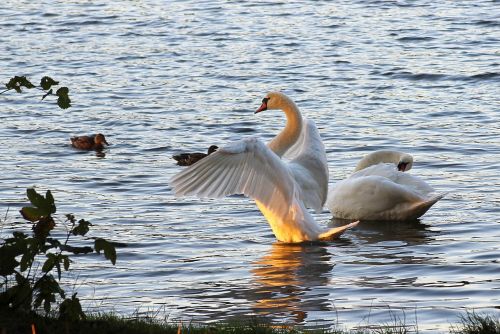swan wing sunset