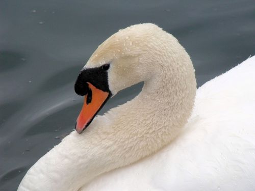 swan bashful bird
