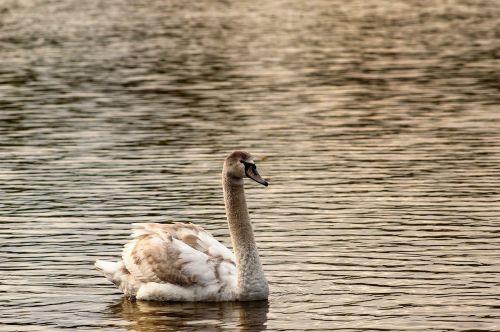 swan water bird swans