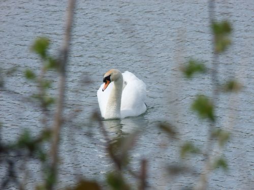 swan reservoir park
