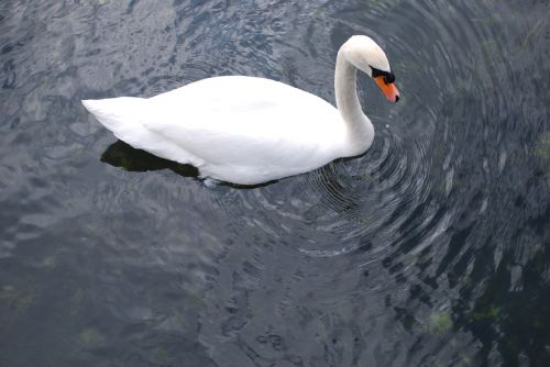 swan water lake