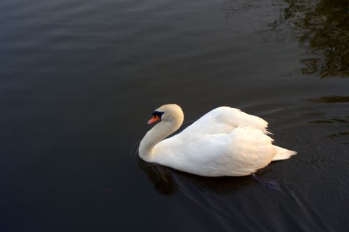 swan beak the head of the